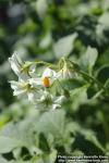 Photo: Solanum tuberosum 9.