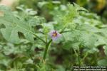 Photo: Solanum linnaeanum 0.