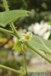 Photo: Solanum quitoense 1.