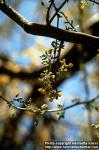 Photo: Parkinsonia florida.