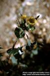 Photo: Sonchus oleraceus 1.