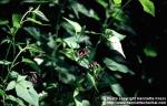 Photo: Solanum dulcamara 3.