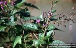 Photo: Solanum dulcamara 5.