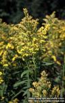 Photo: Solidago canadensis 3.