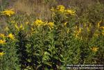 Photo: Solidago canadensis.