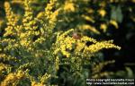 Photo: Solidago rugosa 1.