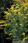 Photo: Solidago rugosa.