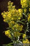 Photo: Solidago virgaurea 1.