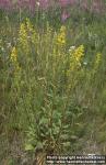 Photo: Solidago virgaurea.