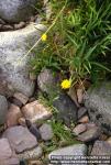 Photo: Sonchus arvensis.