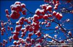 Photo: Sorbus aucuparia 14.