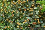 Photo: Spilanthes oleracea.