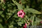 Photo: Sphaeralcea hastulata.