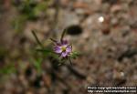 Photo: Spergularia rubra 1.