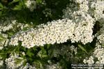 Photo: Spiraea x cinerea 2.