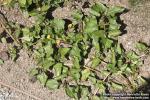 Photo: Spilanthes acmella 0.