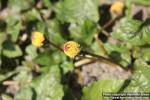 Photo: Spilanthes acmella 1.