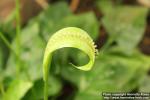 Photo: Spathicarpa hastifolia 0.