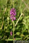 Photo: Stachys officinalis 4.