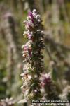 Photo: Stachys byzantina 4.