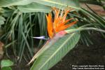 Photo: Strelitzia reginae 4.