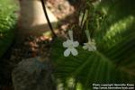 Photo: Streptocarpus prolixus 1.