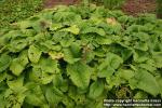 Photo: Stachys macrantha 2.