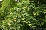 Photo: Staphylea pinnata 2.