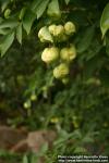 Photo: Staphylea pinnata 4.