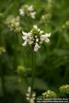 Photo: Stachys pradica 1.