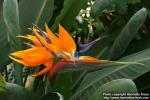 Photo: Strelitzia reginae 06.