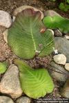 Photo: Streptocarpus prolixus 2.