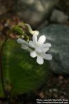 Photo: Streptocarpus prolixus 4.