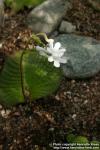 Photo: Streptocarpus prolixus 5.