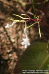 Photo: Streptocarpus prolixus 7.