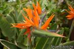 Photo: Strelitzia reginae 09.