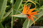 Photo: Strelitzia reginae 11.