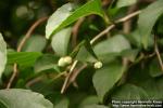 Photo: Styrax japonicus 4.