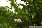 Photo: Styrax japonicus 5.