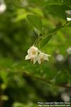 Photo: Styrax japonicus 6.