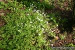 Photo: Stellaria holostea 0.