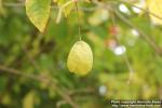 Photo: Staphylea trifolia 8.