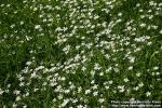 Photo: Stellaria holostea 4.