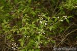 Photo: Staphylea bumalda 2.