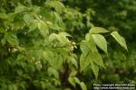 Photo: Staphylea trifolia 3.