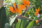 Photo: Strelitzia reginae 13.