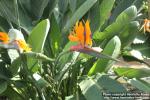 Photo: Strelitzia reginae 14.