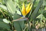 Photo: Strelitzia reginae 16.