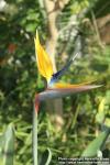 Photo: Strelitzia reginae 18.