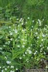 Photo: Stellaria palustris 1.